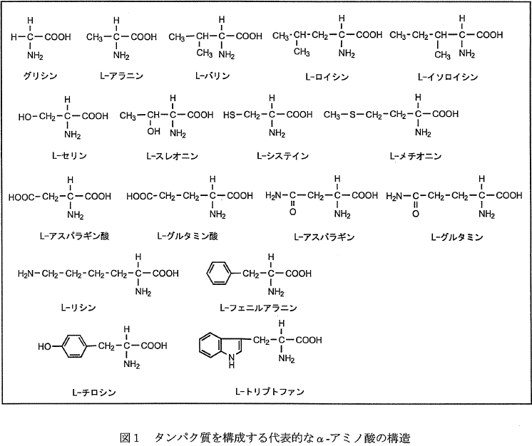タンパク質を構成する代表的なα-アミノ酸の構造