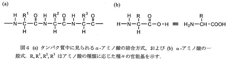 タンパク質中に見られるα-アミノ酸の結合方式、およびα-アミノ酸の一般式