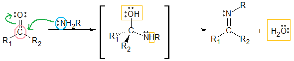 カルボニル化合物へのアミンの求核付加反応による、イミンの合成（2）